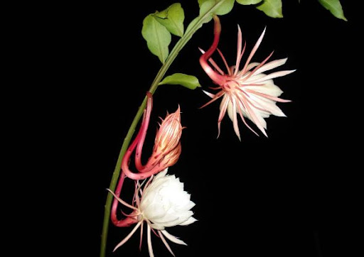 Thứ Bảy, 26.09.2020Phù Vân