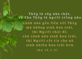 Thứ Tư 21.05.2025Cắt tỉa để sinh nhiều hoa trái