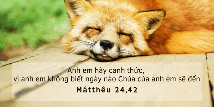 Thứ Năm 28.08.2025 Trung tín và khôn ngoan