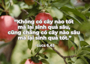 Thứ Bảy 13.09.2025 Từ cây tốt là Đức Kitô