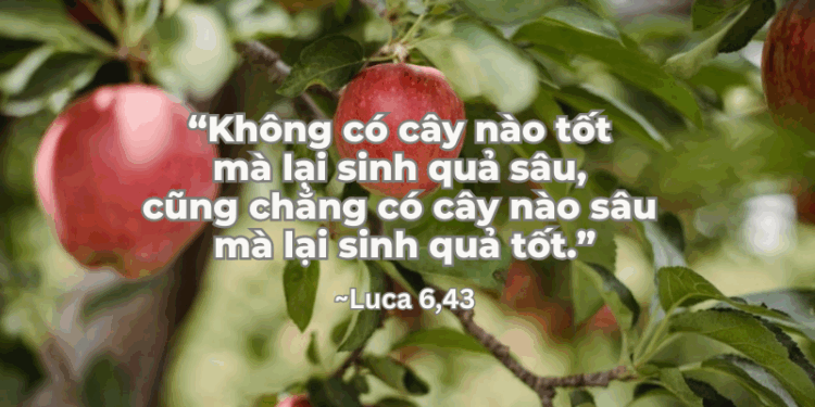 Thứ Bảy 13.09.2025 Từ cây tốt là Đức Kitô