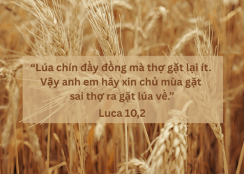 Thứ Bảy 18.10.2025 Lúa chín đầy đồng