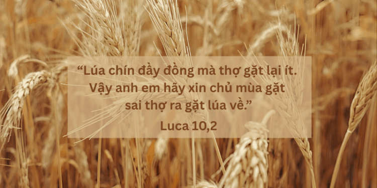 Thứ Bảy 18.10.2025 Lúa chín đầy đồng