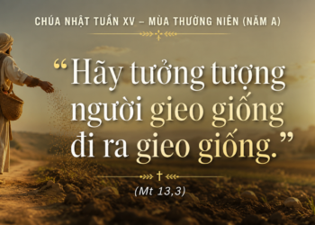 Chúa Nhật 12.07.2026 Người Gieo Giống Không Bao Giờ Mỏi Mệt
