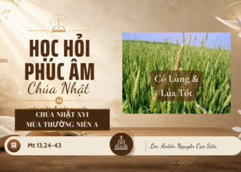 HỌC HỎI PHÚC ÂM CHÚA NHẬT XVI THƯỜNG NIÊN – Năm A