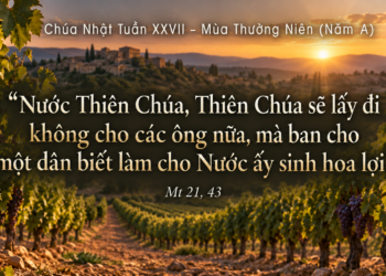 Chúa Nhật  4/10/2026 Sinh hoa trái trong vườn nho của Chúa