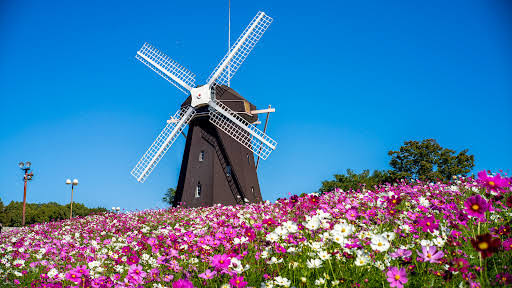 Hoa Nemophila nở rộ | Trip.com Moriguchi